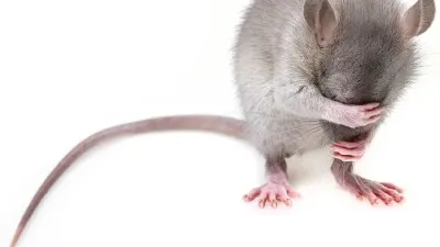 Horror-Stories: Ratten und Mäuse im Lagerraum?